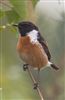 Photo of Stonechat. Taken by David Bevan.