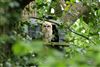 Photo of Tawny Owl at Lee Common , Buckinghamshire. Taken by Don Stone on 4th May 2026.