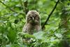 Photo of Tawny Owl at Lee Common , Buckinghamshire. Taken by Don Stone on 5th May 2026.
