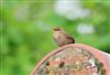 Photo of Wren at Lee Common , Buckinghamshire. Taken by Don Stone on 5th May 2026.