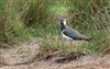 Photo of Lapwing at Gallows Bridge Farm, Gallows Bridge, Buckinghamshire. Taken by Don Stone on 5th May 2026.