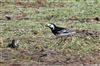 Photo of Pied Wagtail at Gallows Bridge Farm, Gallows Bridge, Buckinghamshire. Taken by Don Stone on 5th May 2026.