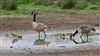 Photo of Canada Goose at Gallows Bridge Farm, Gallows Bridge, Buckinghamshire. Taken by Don Stone on 5th May 2026.