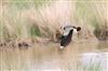 Photo of Lapwing at Gallows Bridge Farm, Gallows Bridge, Buckinghamshire. Taken by Don Stone on 5th May 2026.