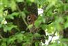 Photo of Tawny Owl at Lee Common , Buckinghamshire. Taken by Don Stone on 8th May 2026.