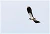 Photo of Lapwing at Gallows Bridge Farm, Gallows Bridge, Buckinghamshire. Taken by Don Stone on 5th May 2026.