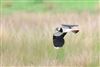 Photo of Lapwing at Gallows Bridge Farm, Gallows Bridge, Buckinghamshire. Taken by Don Stone on 5th May 2026.