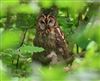 Photo of Tawny Owl at Lee Common , Buckinghamshire. Taken by Don Stone on 6th May 2026.