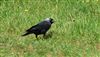 Photo of Jackdaw at Latimer Park, Latimer, Buckinghamshire. Taken by Don Stone on 7th May 2026.