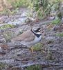 Photo of Ringed Plover at Dorney Common, Dorney, Buckinghamshire. Taken by Tony James on 14th May 2026.
