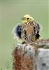 Photo of Yellowhammer at Amersham Flood Meadows, Buckinghamshire. Taken by Graham Smith on 15th May 2026.