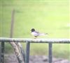 Photo of White-winged Black Tern at Foxcote Res, Buckinghamshire. Taken by Rob Hill on 19th May 2019.