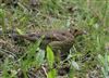 Photo of Song Thrush at Linford Reserve, Linford GPs, Buckinghamshire. Taken by Michael Haberfield on 18th May 2026.