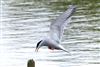 Photo of Common Tern at Linford Reserve, Linford GPs, Buckinghamshire. Taken by Michael Haberfield on 17th May 2026.
