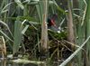 Moorhen at Linford Reserve, Linford GPs, Buckinghamshire. Photographed by Michael Haberfield on 18th May 2026.