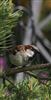 House Sparrow at South Heath, Buckinghamshire. Photographed by Stewart Dennis on 2nd May 2026.