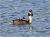 Great Crested Grebe at Linford Reserve, Linford GPs, Buckinghamshire. Photographed by Michael Haberfield on 23rd May 2026.