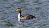 Great Crested Grebe at Linford Reserve, Linford GPs, Buckinghamshire. Photographed by Michael Haberfield on 23rd May 2026.