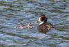 Great Crested Grebe at Linford Reserve, Linford GPs, Buckinghamshire. Photographed by Michael Haberfield on 23rd May 2026.