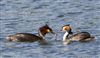 Great Crested Grebe at Linford Reserve, Linford GPs, Buckinghamshire. Photographed by Michael Haberfield on 23rd May 2026.