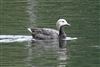Photo of OTHER SPECIES at Black Park, Buckinghamshire. Taken by Jim Rose on 18th May 2026.