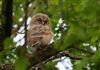 Photo of Tawny Owl at Lee Common , Buckinghamshire. Taken by Don Stone on 12th May 2026.