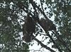 Photo of Tawny Owl at Lee Common , Buckinghamshire. Taken by Don Stone on 17th May 2026.