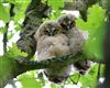 Photo of Tawny Owl at Lee Common , Buckinghamshire. Taken by Don Stone on 18th May 2026.
