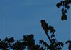 Photo of Tawny Owl at Lee Common , Buckinghamshire. Taken by Don Stone on 21st May 2026.