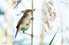 Photo of Reed Warbler at Linford Reserve, Linford GPs, Buckinghamshire. Taken by Michael Haberfield on 24th May 2026.