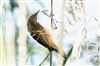 Photo of Reed Warbler at Linford Reserve, Linford GPs, Buckinghamshire. Taken by Michael Haberfield on 24th May 2026.