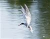 Photo of Common Tern at Linford Reserve, Linford GPs, Buckinghamshire. Taken by Michael Haberfield on 24th May 2026.