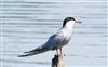 Photo of Common Tern at Linford Reserve, Linford GPs, Buckinghamshire. Taken by Michael Haberfield on 24th May 2026.