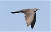Photo of Cuckoo at Linford Reserve, Linford GPs, Buckinghamshire. Taken by Michael Haberfield on 24th May 2026.