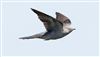 Photo of Cuckoo at Linford Reserve, Linford GPs, Buckinghamshire. Taken by Michael Haberfield on 24th May 2026.