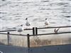Photo of Black-headed Gull at Foxcote Res, Buckinghamshire. Taken by Jack Cadd on 27th May 2026.