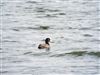 Photo of Coot at Foxcote Res, Buckinghamshire. Taken by Jack Cadd on 27th May 2026.