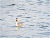 Photo of Great Crested Grebe at Foxcote Res, Buckinghamshire. Taken by Jack Cadd on 27th May 2026.