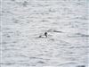 Photo of Tufted Duck at Foxcote Res, Buckinghamshire. Taken by Jack Cadd on 27th May 2026.