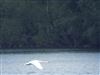 Photo of Mute Swan at Foxcote Res, Buckinghamshire. Taken by Jack Cadd on 27th May 2026.