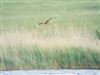 Photo of Marsh Harrier at Foxcote Res, Buckinghamshire. Taken by Jack Cadd on 27th May 2026.