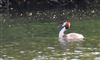 Photo of Great Crested Grebe at Shardeloes, Buckinghamshire. Taken by Don Stone on 28th May 2026.