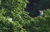 Photo of Little Egret at Shardeloes, Buckinghamshire. Taken by Don Stone on 28th May 2026.