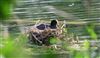 Photo of Coot at Shardeloes, Buckinghamshire. Taken by Don Stone on 28th May 2026.