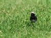 Photo of Pied Wagtail at Shardeloes, Buckinghamshire. Taken by Don Stone on 28th May 2026.
