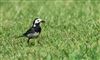 Photo of Pied Wagtail at Shardeloes, Buckinghamshire. Taken by Don Stone on 28th May 2026.