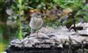 Photo of Grey Wagtail at Little Missenden, Buckinghamshire. Taken by Don Stone on 28th May 2026.