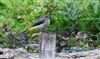 Photo of Grey Wagtail at Little Missenden, Buckinghamshire. Taken by Don Stone on 28th May 2026.