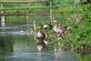Photo of Greylag Goose at Little Missenden, Buckinghamshire. Taken by Don Stone on 28th May 2026.