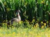Photo of Egyptian Goose at Little Missenden, Buckinghamshire. Taken by Don Stone on 28th May 2026.